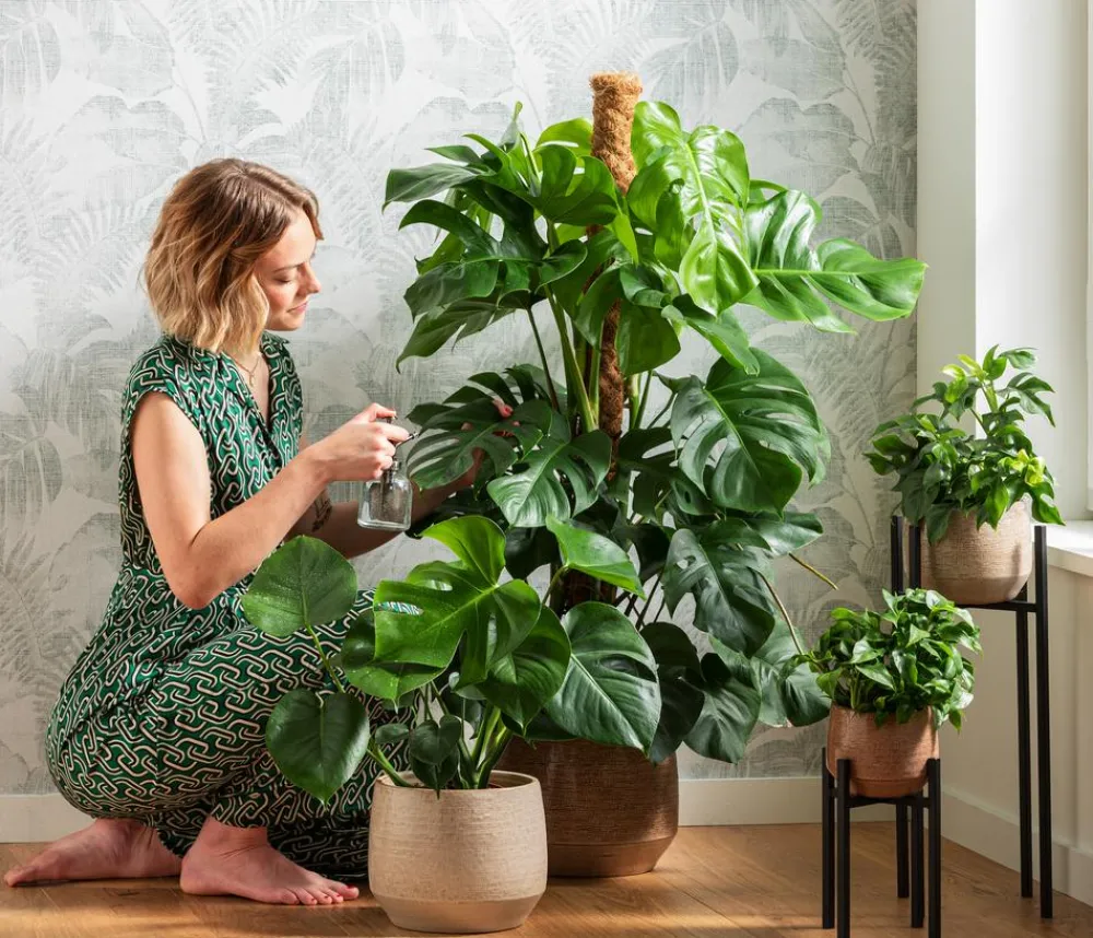 Dehner Monstera & Philodendron|Grünpflanzen > Fensterblatt - Monstera deliciosa am Moosstab