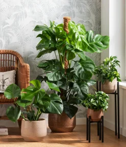 Dehner Monstera & Philodendron|Grünpflanzen > Fensterblatt - Monstera deliciosa am Moosstab