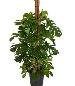 Dehner Monstera & Philodendron|Grünpflanzen > Fensterblatt - Monstera deliciosa am Moosstab
