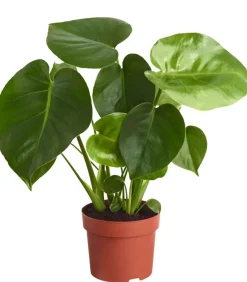 Dehner Fensterblatt - Monstera deliciosa Grün New
