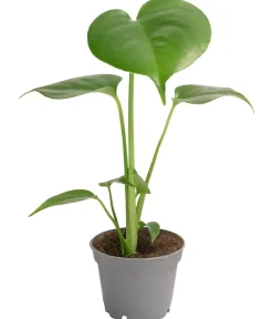 Dehner Fensterblatt - Monstera deliciosa Grün Hot