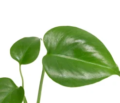 Dehner Fensterblatt - Monstera deliciosa Grün Hot