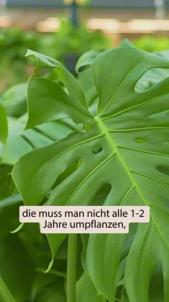 Dehner Fensterblatt - Monstera deliciosa am Moosstab Grün New