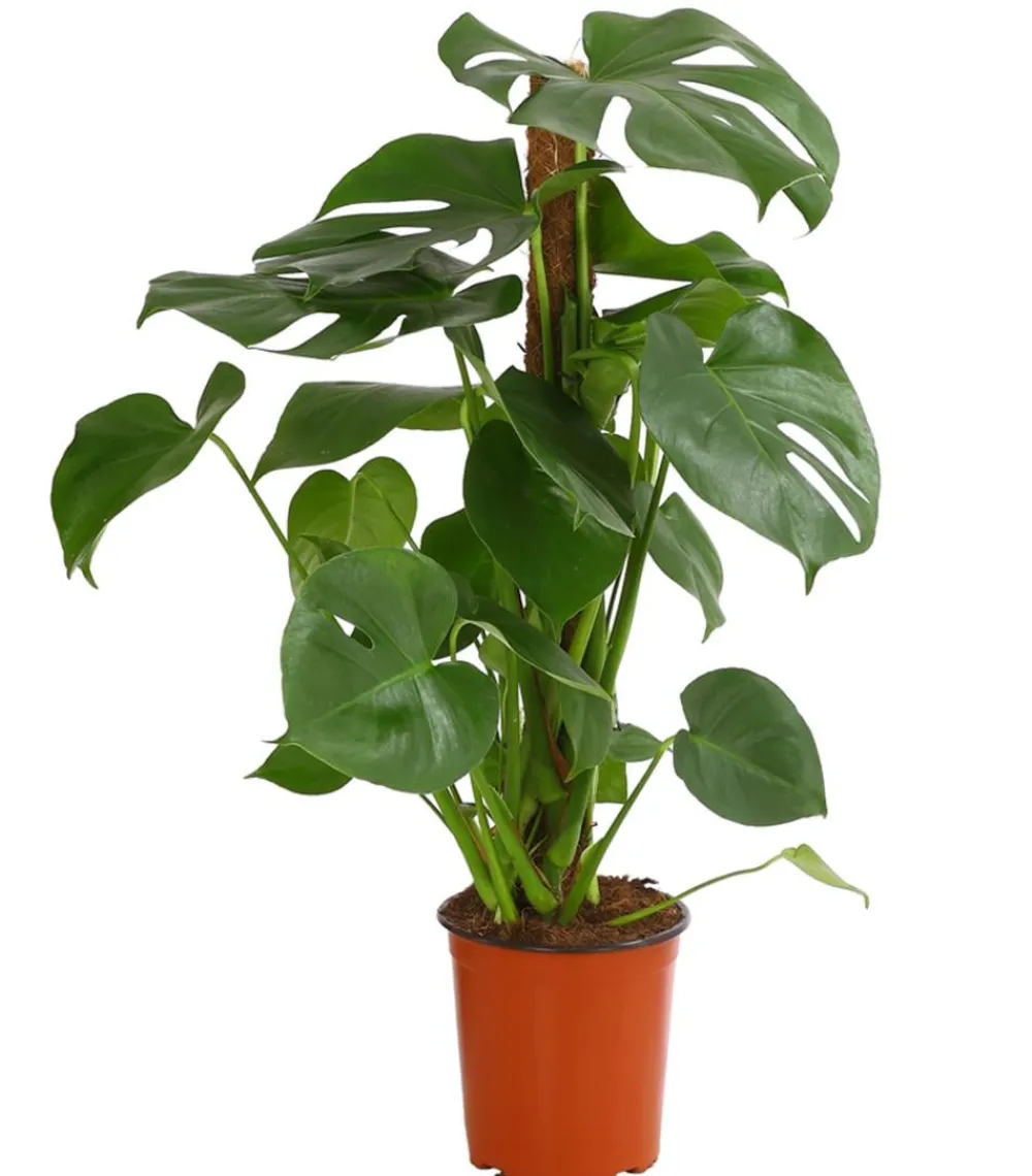 Dehner Fensterblatt - Monstera deliciosa am Moosstab Grün New