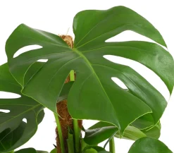Dehner Fensterblatt - Monstera deliciosa am Moosstab Grün New
