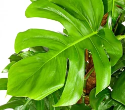 Dehner Fensterblatt - Monstera deliciosa am Moosstab Grün New