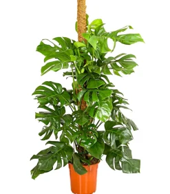 Dehner Fensterblatt - Monstera deliciosa am Moosstab Grün New