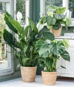 Dehner Monstera & Philodendron|Grünpflanzen - Fensterblatt - Monstera deliciosa Grün
