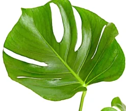 Dehner Monstera & Philodendron|Grünpflanzen - Fensterblatt - Monstera deliciosa Grün