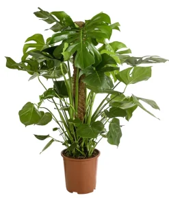 Dehner Monstera & Philodendron|Grünpflanzen - Fensterblatt - Monstera deliciosa am Moosstab Grün