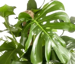 Dehner Monstera & Philodendron|Grünpflanzen - Fensterblatt - Monstera deliciosa am Moosstab Grün