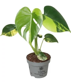 Dehner Raritäten|Grünpflanzen > Fensterblatt - Monstera deliciosa 'Aurea' variegata