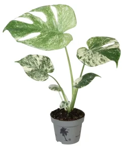 Dehner Fensterblatt - Monstera deliciosa 'Mint' Discount