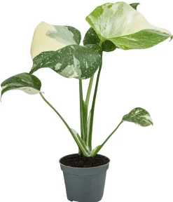 Dehner Raritäten|Grünpflanzen - Fensterblatt - Monstera deliciosa 'Thai Constellation', panaschiert