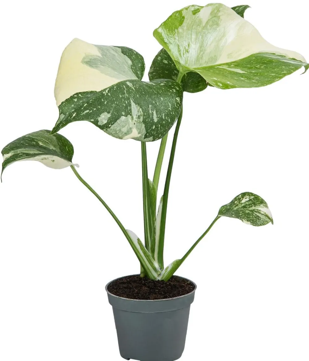 Dehner Raritäten|Grünpflanzen - Fensterblatt - Monstera deliciosa 'Thai Constellation', panaschiert