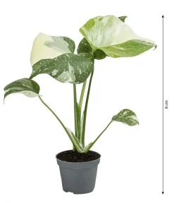 Dehner Raritäten|Grünpflanzen - Fensterblatt - Monstera deliciosa 'Thai Constellation', panaschiert
