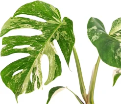Dehner Fensterblatt - Monstera deliciosa 'Variegata', panaschiert Hot