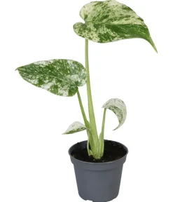 Dehner Raritäten|Grünpflanzen - Fensterblatt - Monstera deliciosa 'Mint'