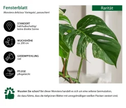 Dehner Raritäten|Grünpflanzen - Fensterblatt - Monstera deliciosa 'Variegata' am Moosstab