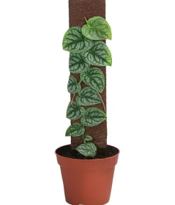 Dehner Raritäten|Grünpflanzen > Fensterblatt - Monstera dubia am Kratistestab