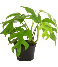 Dehner Grünpflanzen|Monstera & Philodendron - Fensterblatt - Monstera minima/Rhaphidophora tetrasperma Grün