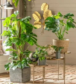 Dehner Grünpflanzen|Monstera & Philodendron - Fensterblatt - Monstera minima/Rhaphidophora tetrasperma Grün
