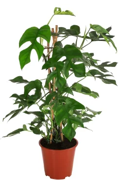Dehner Grünpflanzen|Monstera & Philodendron > Fensterblatt - Monstera minima/Rhaphidophora tetrasperma