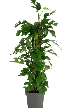 Dehner Fensterblatt - Monstera minima/Rhaphidophora tetrasperma Grün Discount