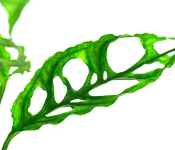 Dehner Raritäten|Grünpflanzen > Fensterblatt - Monstera obliqua 'Peru'
