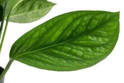 Dehner Fensterblatt - Monstera 'Pinnatipartita' Grün Hot