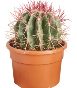Dehner Kakteen > Ferokaktus - Ferocactus stainesii
