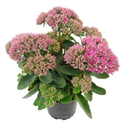 Herbstzauber Bodendecker & Efeu|Fetthenne > Fetthenne 'Autumn Joy'