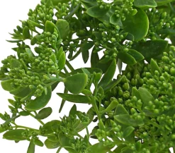 Herbstzauber Bodendecker & Efeu|Fetthenne > Fetthenne 'Autumn Joy'