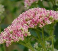 Herbstzauber Bodendecker & Efeu|Fetthenne > Fetthenne 'Autumn Joy'
