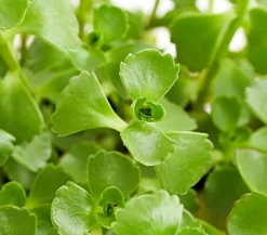 Dehner Fetthennen-Set, verschiedene Sorten, 8-teilig Hot