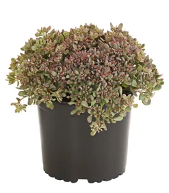Herbstzauber Fetthenne 'Red Canyon' Clearance