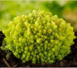 Herbstzauber Fetthenne|Steingartenstauden > Fetthenne 'Yellow Bouquet'