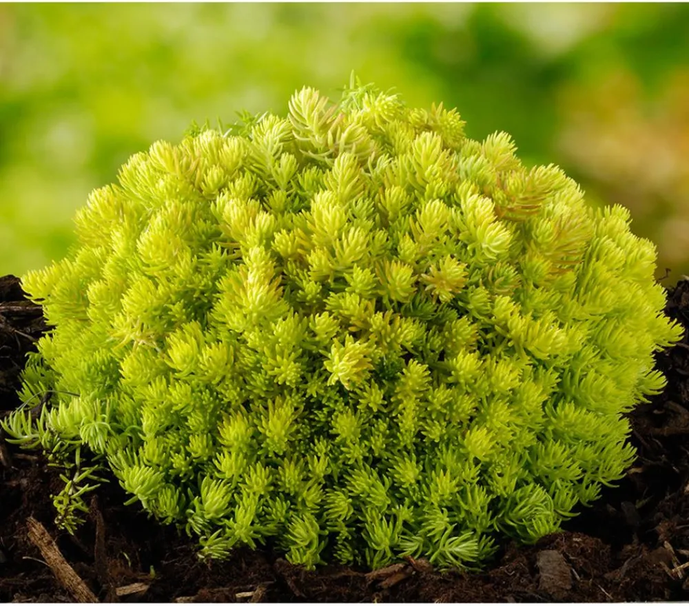 Herbstzauber Fetthenne|Steingartenstauden > Fetthenne 'Yellow Bouquet'