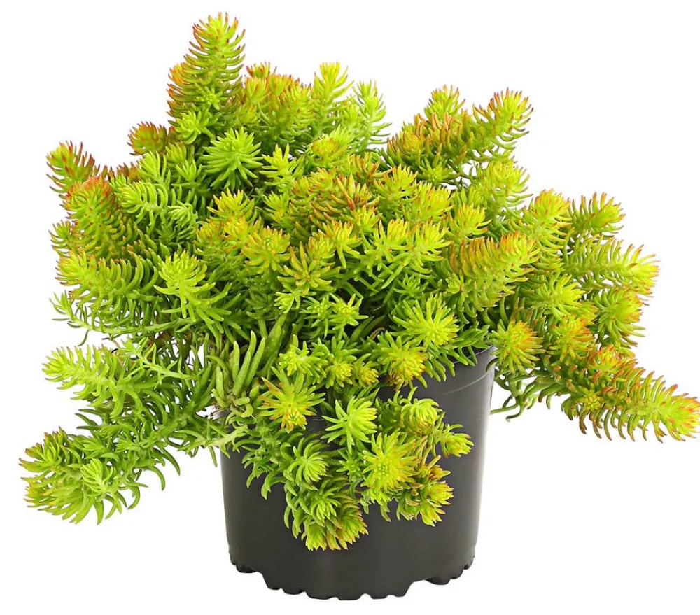 Herbstzauber Fetthenne|Steingartenstauden > Fetthenne 'Yellow Bouquet'