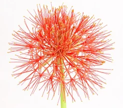 Dehner Sommerblumen > Feuerball-Lilie - Blutblume