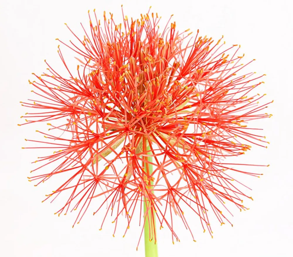 Dehner Sommerblumen > Feuerball-Lilie - Blutblume