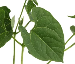 Dehner Gartengemüse > Feuerbohne