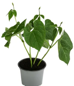 Dehner Gartengemüse > Feuerbohne