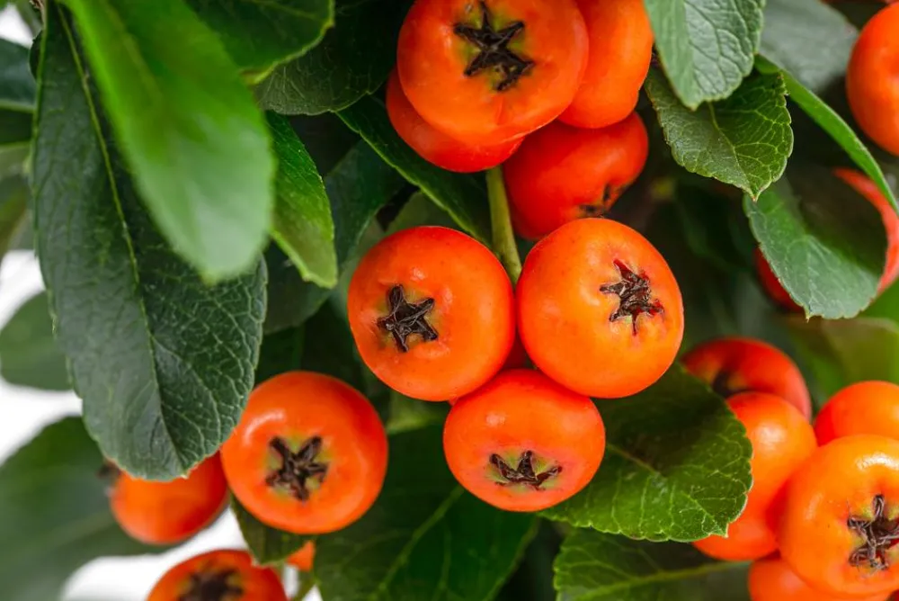 Dehner Feuerdorn Orange