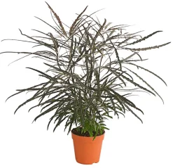 Dehner Grünpflanzen > Fingeraralie - Schefflera elegantissima