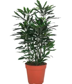 Dehner Fingeraralie - Schefflera elegantissima Grün New