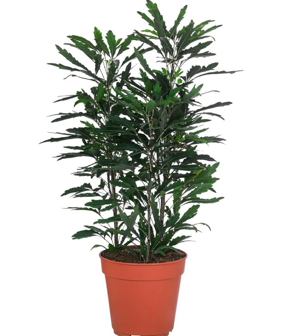 Dehner Fingeraralie - Schefflera elegantissima Grün New