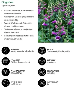 Dehner Sommerstauden > Fingerhut, verschiedene Sorten