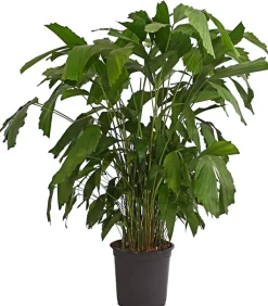 Dehner Fischschwanzpalme - Caryota mitis Dunkelgrün Outlet