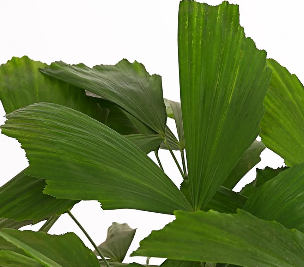 Dehner Fischschwanzpalme - Caryota mitis Dunkelgrün Outlet